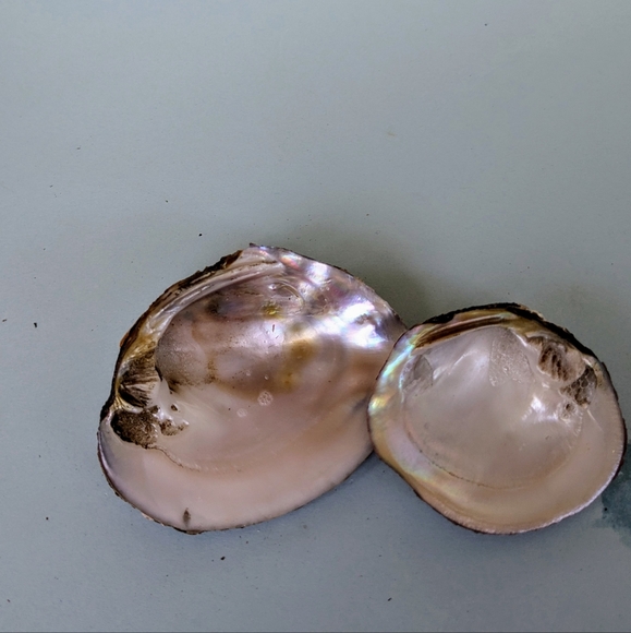 Pink Mussel Shells-Bundle- 6 Shells - Picture 2 of 9